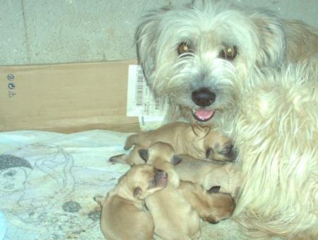 petits chiots